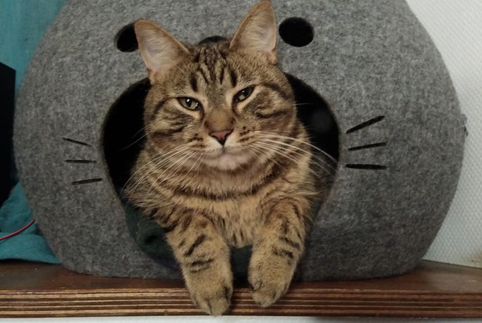 Disappearance alert Cat miscegenation  Male , 2 years Varaville France