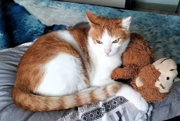 Alerta de Desaparición Gato cruce  Macho , 11 años Saint-Laurent-sur-Mer Francia