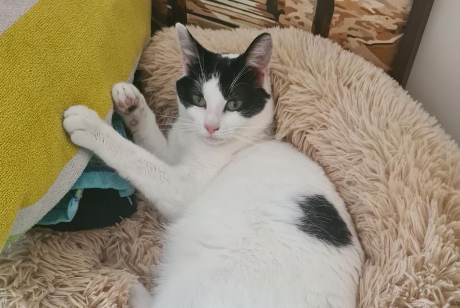 Alerta de Desaparición Gato Hembra , 2 años Caen Francia