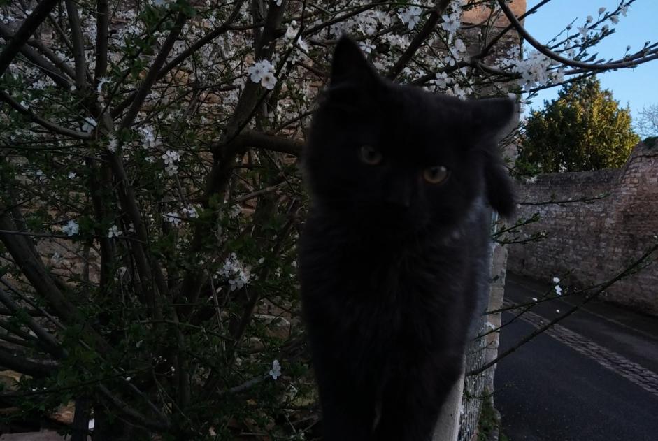 Avviso scomparsa Gatto Maschio , 1 anni Creully sur Seulles Francia