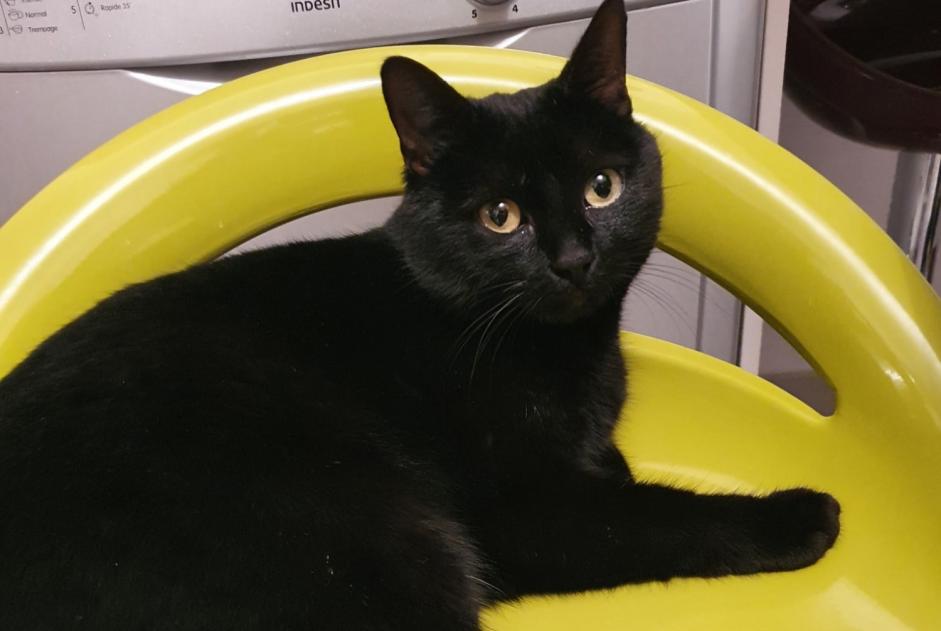 Avviso scomparsa Gatto Femmina , 8 anni Valorbiquet Francia